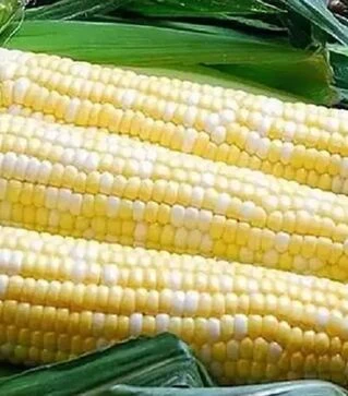 Насіння кукурудзи Дефендер F1, п.о. 25 тис насінин (Spark Seeds)