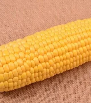 Насіння кукурудзи Айова F1, п.о. 100 тис насінин (МНАГОР)