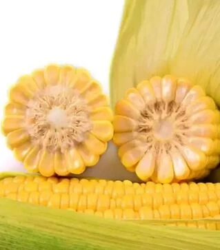 Насіння кукурудзи Айова F1, п.о. 100 тис насінин (МНАГОР)