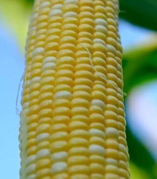 Насіння кукурудзи Мармурова F1, п.о. 100 тис насінин (МНАГОР)