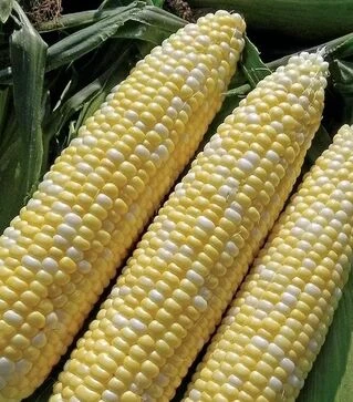 Насіння кукурудзи Прометей F1, п.о. 100 тис насінин (МНАГОР)