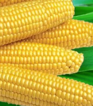 Семена кукурузы Мегатон F1, п.е. 50 тыс семян (Harris Moran)