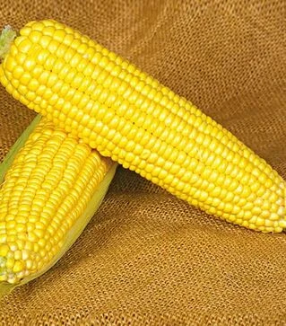 Семена кукурузы Оверленд F1, п.е. 100 тыс семян (Syngenta)