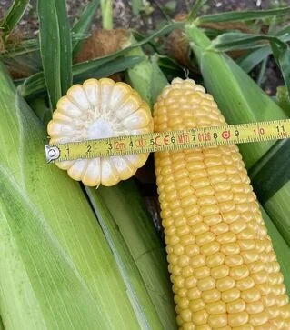 Семена кукурузы Нокаут F1, п.е. 2500 семян (Spark Seeds)