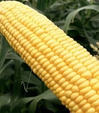 Семена кукурузы Стронгстар F1, п.е. 100 тыс семян (Syngenta)
