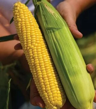 Семена кукурузы Стронгстар F1, п.е. 100 тыс семян (Syngenta)