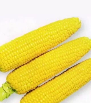 Насіння кукурудзи 1801 F1, п.о. 25 тис насінин (Spark Seeds)
