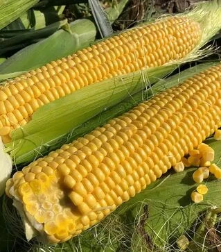 Насіння кукурудзи 1801 F1, п.о. 25 тис насінин (Spark Seeds)