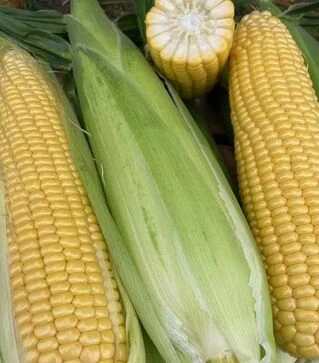 Семена кукурузы Нокаут F1, п.е. 25 тыс семян (Spark Seeds)