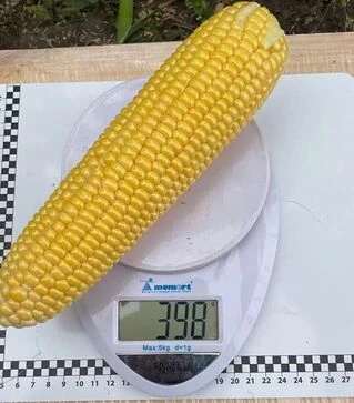 Семена кукурузы Нокаут F1, п.е. 25 тыс семян (Spark Seeds)