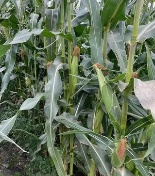 Семена кукурузы Нокаут F1, п.е. 25 тыс семян (Spark Seeds)