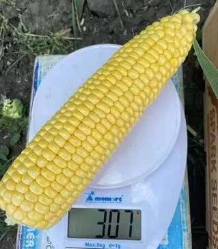 Насіння кукурудзи Рапід F1, п.о. 25 тис насінин (Spark Seeds)