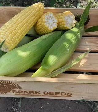 Насіння кукурудзи Рапід F1, п.о. 25 тис насінин (Spark Seeds)