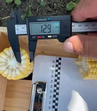 Насіння кукурудзи Рапід F1, п.о. 25 тис насінин (Spark Seeds)