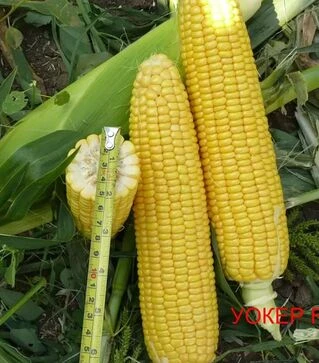 Семена кукурузы Уокер F1, п.е. 25 тыс семян (Lark Seeds)