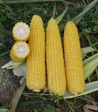 Насіння кукурудзи Добриня F1, п.о. 25 тис насінин (Lark Seeds)