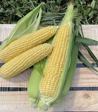 Насіння кукурудзи Світ Лакі F1, п.о. 2500 насінин (Spark Seeds)