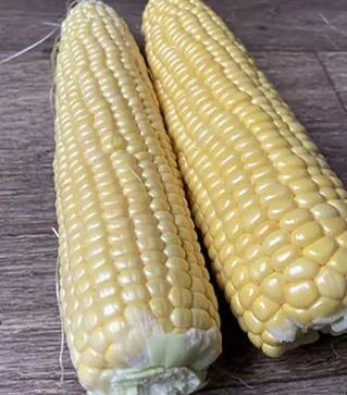 Семена кукурузы Мир Лаки F1, п.е. 2500 семян (Spark Seeds)