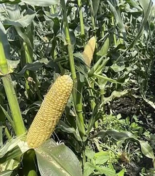 Семена кукурузы Мир Лаки F1, п.е. 2500 семян (Spark Seeds)