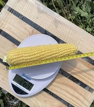 Семена кукурузы Мир Лаки F1, п.е. 2500 семян (Spark Seeds)