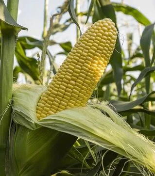 Насіння кукурудзи Джет F1, п.о. 5 тис насінин (Snowy River)