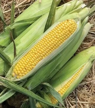 Семена кукурузы Хайглоу F1, п.е. 100 тыс семян (Syngenta)