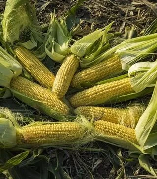 Насіння кукурудзи ЖИ 3278 ОІ F1, п.о. 1 тис. насінин (Snowy River)