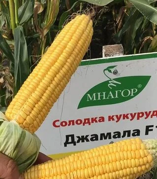 Семена кукурузы Джамала F1, п.е. 1 тыс. семян (МНОГОР)