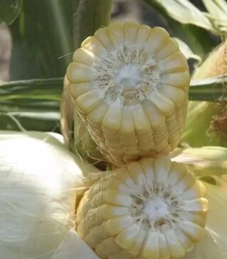 Насіння кукурудзи Елен F1, 500 г (Semo)