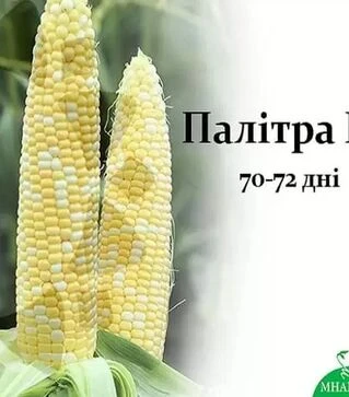 Насіння кукурудзи Палитра F1, п.о. 1 тис. насінин (МНАГОР)