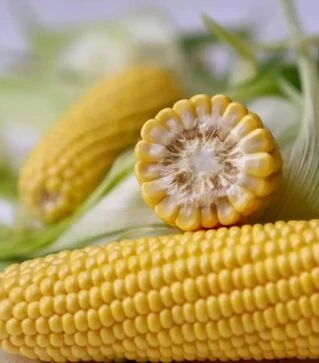 Насіння кукурудзи Джульєтта (Венеція) F1, п.о. 1 тис. насінин (МНАГОР)