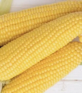 Насіння кукурудзи Джульєтта (Венеція) F1, п.о. 1 тис. насінин (МНАГОР)