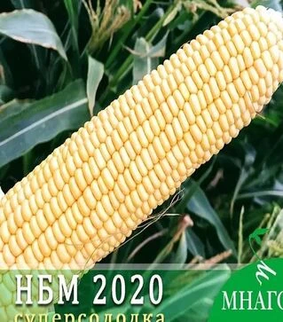 Насіння кукурудзи НБМ 2020 F1, п.о. 1 тис. насінин (МНАГОР)