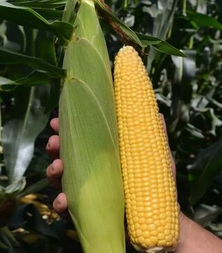 Насіння кукурудзи Драйвер F1, п.о. 5 тис.насінин (Clause)