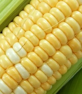 Насіння кукурудзи Біколор F1, 1 кг (Moravoseed)