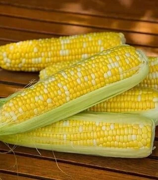 Семена кукурузы Биколор F1, 1 кг (Moravoseed)