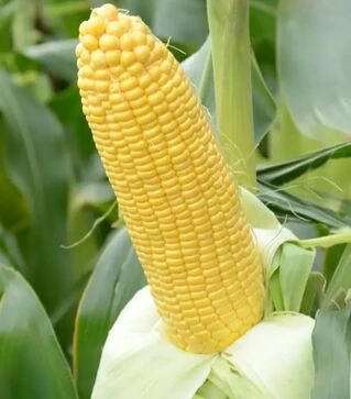 Насіння кукурудзи Баха F1, п.о. 5 тис.насінин (May Seeds)