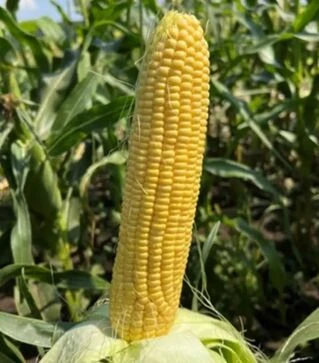 Семена кукурузы Камук F1, п.е. 5 тыс. семян (Clause)