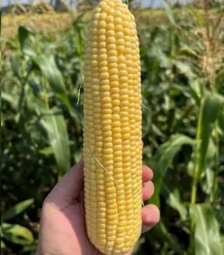 Семена кукурузы Камук F1, п.е. 5 тыс. семян (Clause)