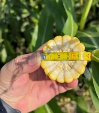 Семена кукурузы Камук F1, п.е. 5 тыс. семян (Clause)