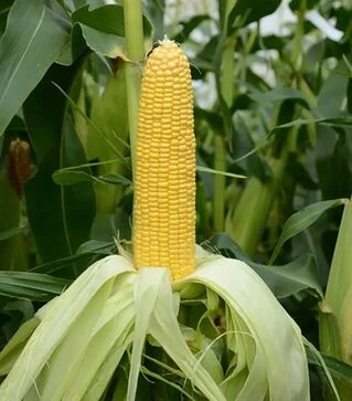 Насіння кукурудзи Хан F1, 500 г (May Seeds)