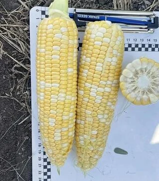 Насіння кукурудзи Казіно F1, п.о. 2500 насінин (Spark Seeds)