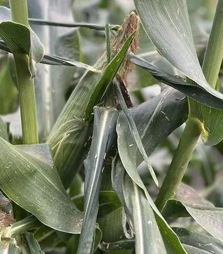 Насіння кукурудзи Казіно F1, п.о. 2500 насінин (Spark Seeds)