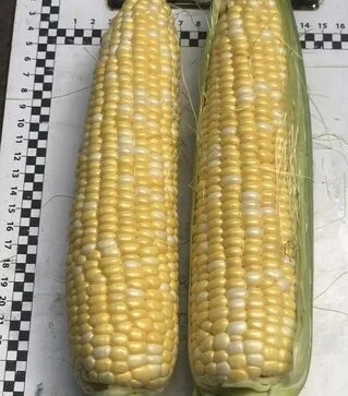 Насіння кукурудзи Екшен F1, п.о. 25 тис. насінин (Spark Seeds)