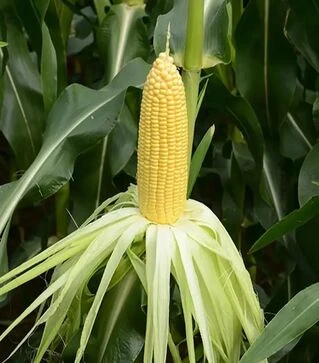 Насіння кукурудзи Флагман F1, п.о. 5 тис.насінин (May Seeds)