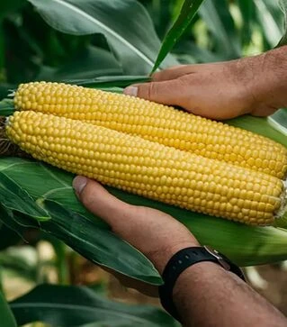 Семена кукурузы Фаестар F1, п.е. 100 тыс. семян (Syngenta)