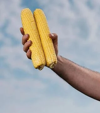 Семена кукурузы Фаестар F1, п.е. 100 тыс. семян (Syngenta)