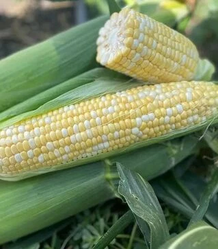 Насіння кукурудзи Екшен F1, п.о. 2500 насінин (Spark Seeds)