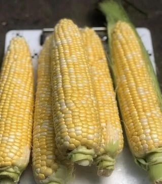 Насіння кукурудзи Екшен F1, п.о. 2500 насінин (Spark Seeds)