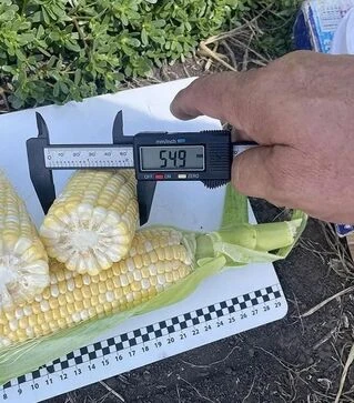 Насіння кукурудзи Екшен F1, п.о. 2500 насінин (Spark Seeds)